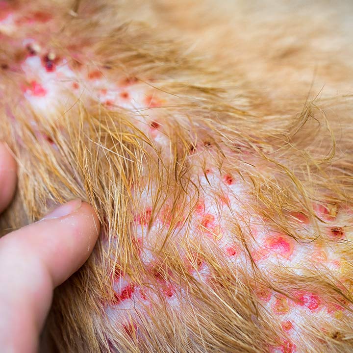 Miliær dermatitis